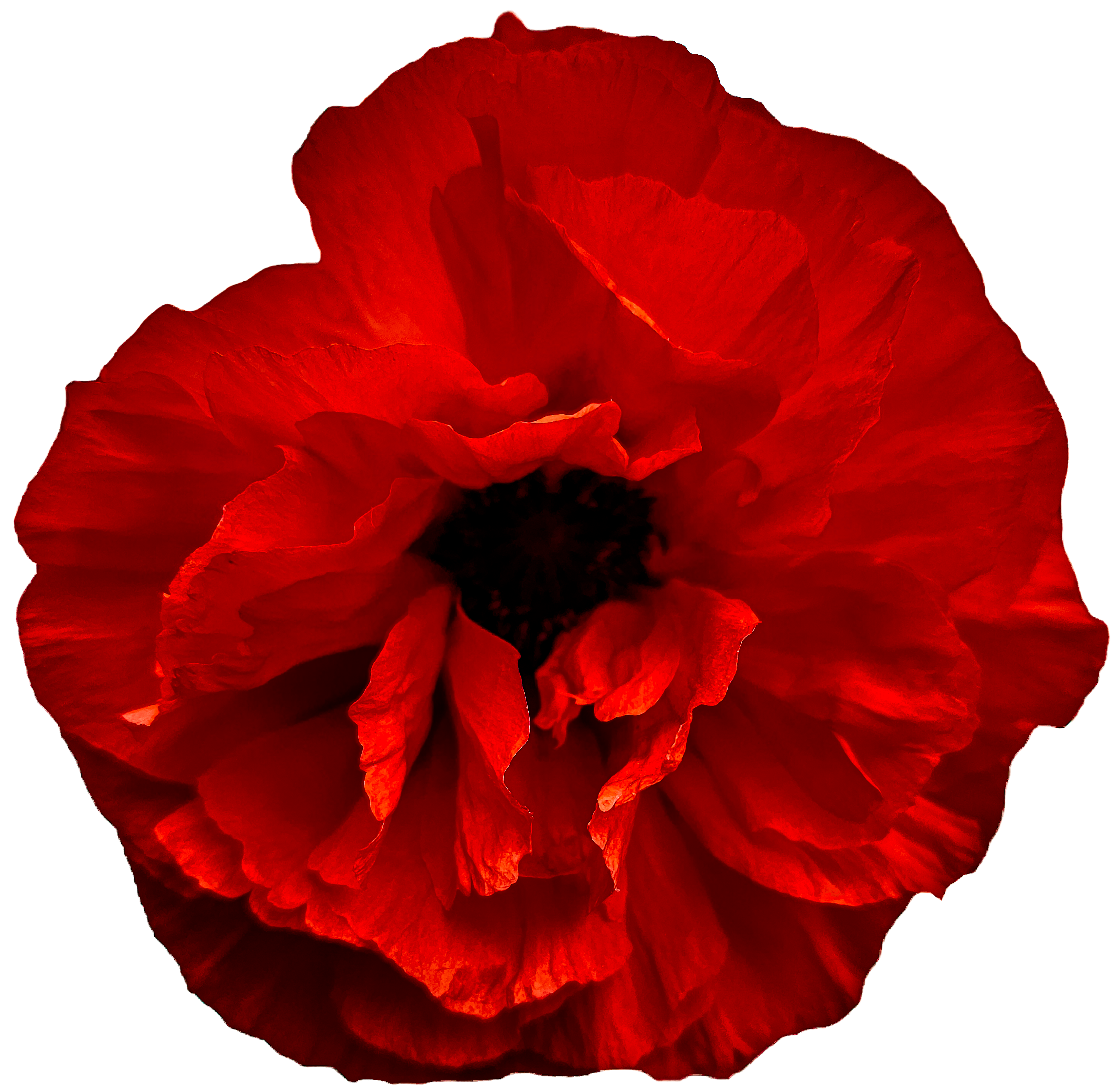 poppy